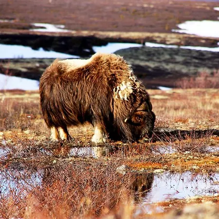 Vandrerhjem Basecamp Frich's