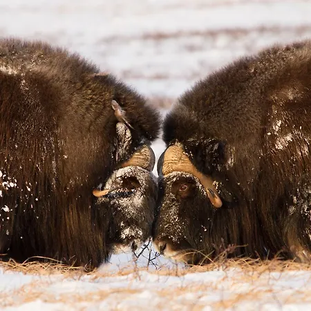 Basecamp Frich`s Hostel *