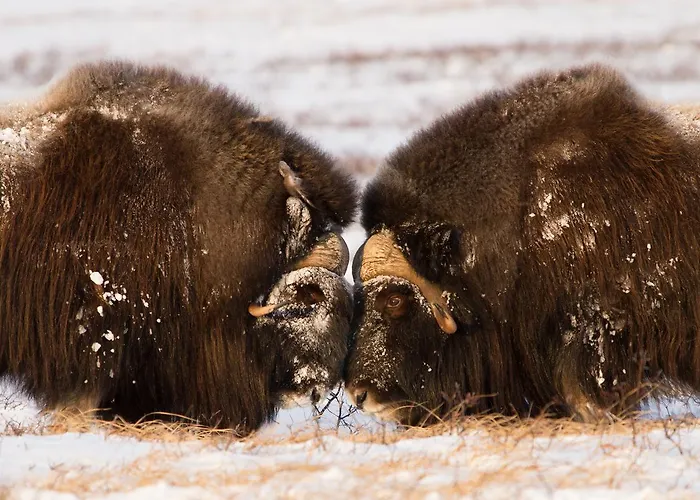 Basecamp Frich's Hostel *